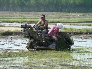 Agriculture 6 rangées Paddy Transplanter Machine, l'espace Mini Rice Transplanter de rangée de 300mm